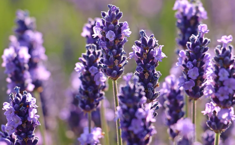 lavender for essential oil